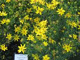 Coreopsis Tinctoria 